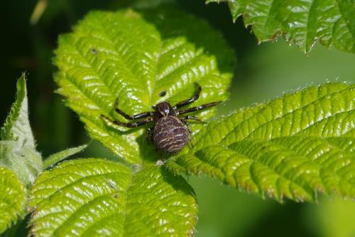 Xysticus kempeleni